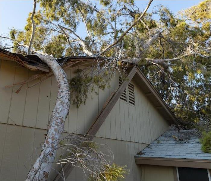 Photo is showing a tree that has fallen onto the roof of a house.